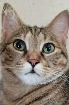 Cyperse kat Dimitra is een binnenkat en knuffelkat