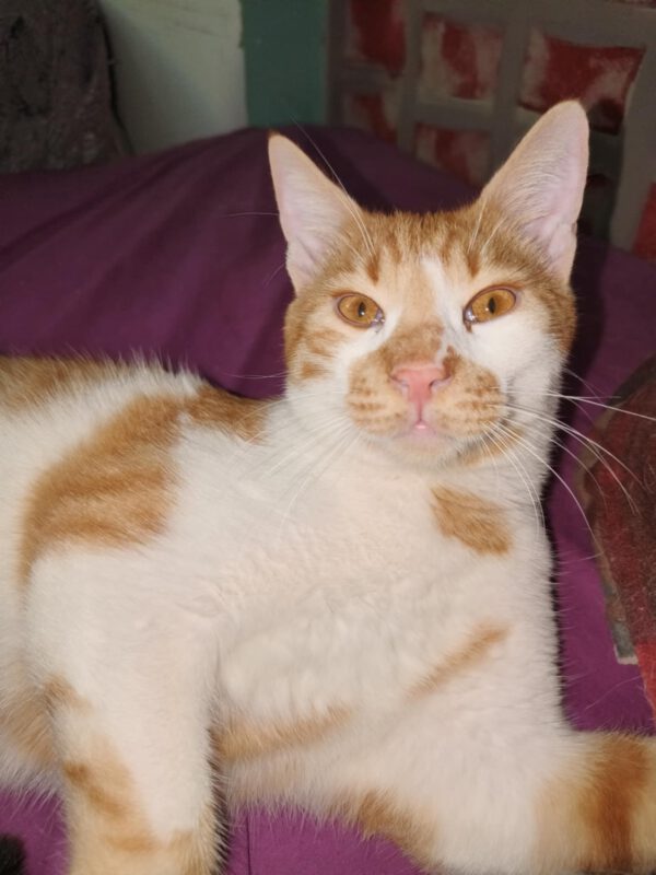 Rood-witte kater Fredo is een binnenkat