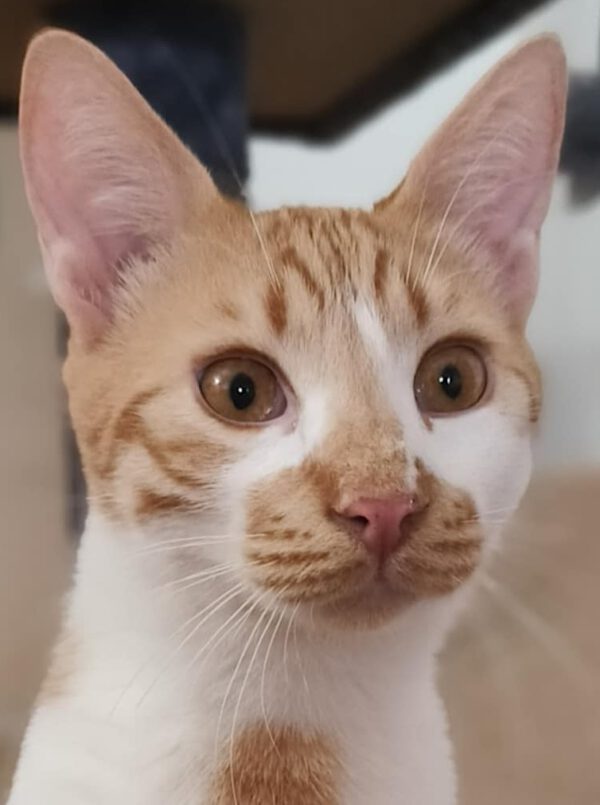Rood-witte kater Fredo is een binnenkat