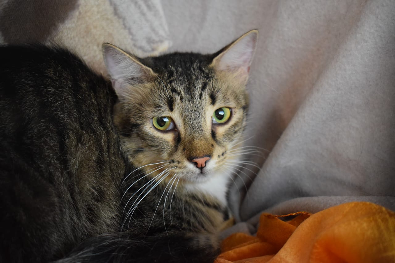 Fluffy Julian - in Nederland - Afbeelding 21