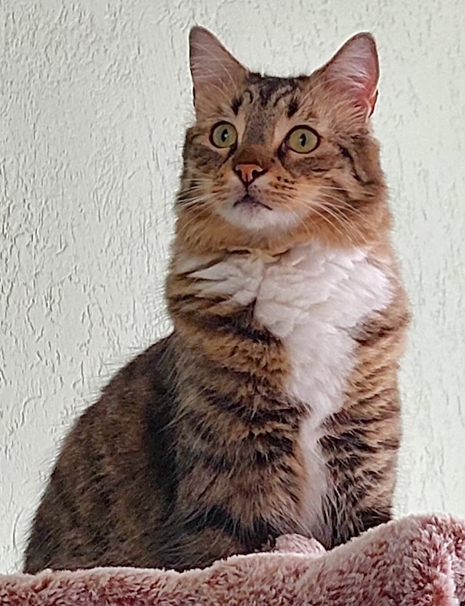 Fluffy Julian - in Nederland - Afbeelding 2