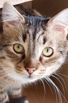 Fluffy Julian - in Nederland