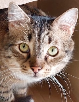 Fluffy Julian - in Nederland