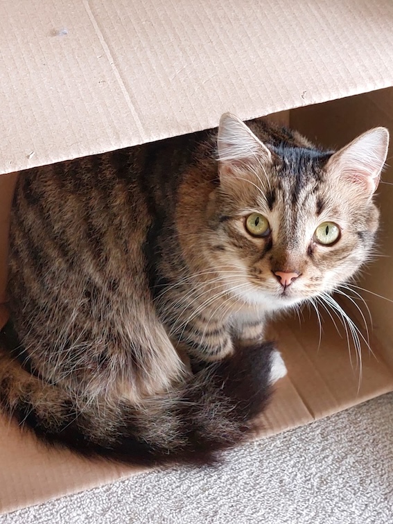 Fluffy Julian - in Nederland - Afbeelding 3