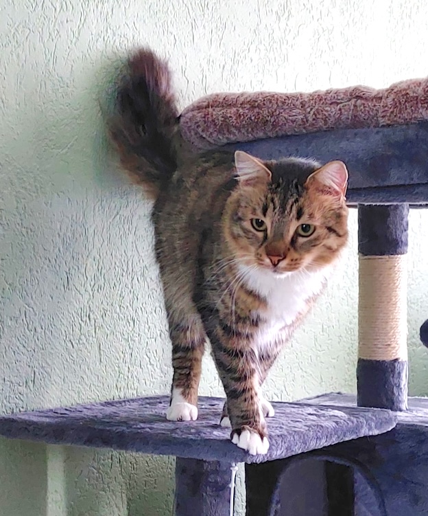 Fluffy Julian - in Nederland - Afbeelding 4