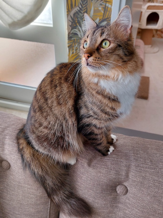 Fluffy Julian - in Nederland - Afbeelding 5