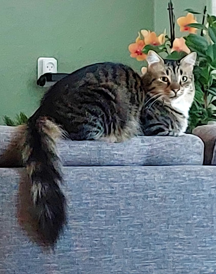 Fluffy Julian - in Nederland - Afbeelding 6