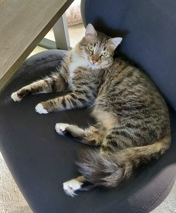 Fluffy Julian - in Nederland - Afbeelding 7