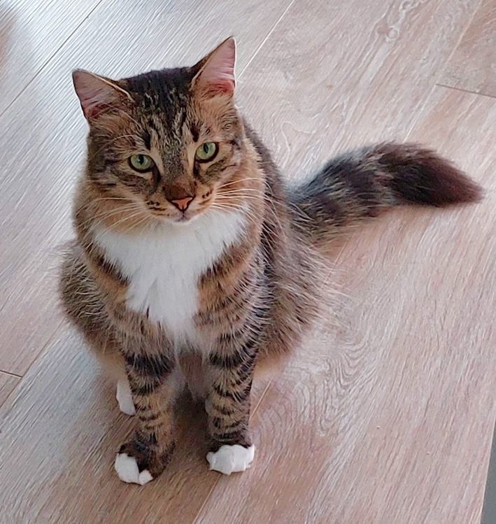 Fluffy Julian - in Nederland - Afbeelding 8