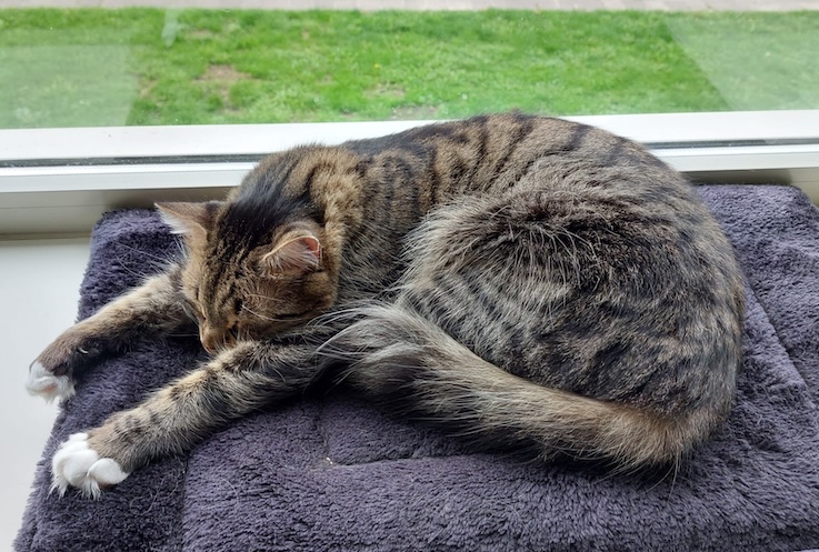 Fluffy Julian - in Nederland - Afbeelding 9