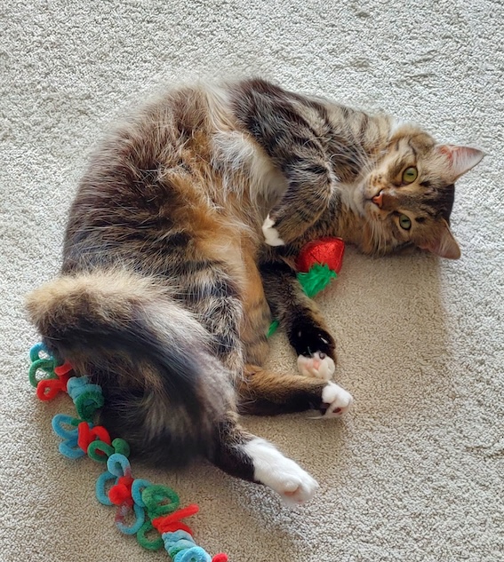 Fluffy Julian - in Nederland - Afbeelding 10