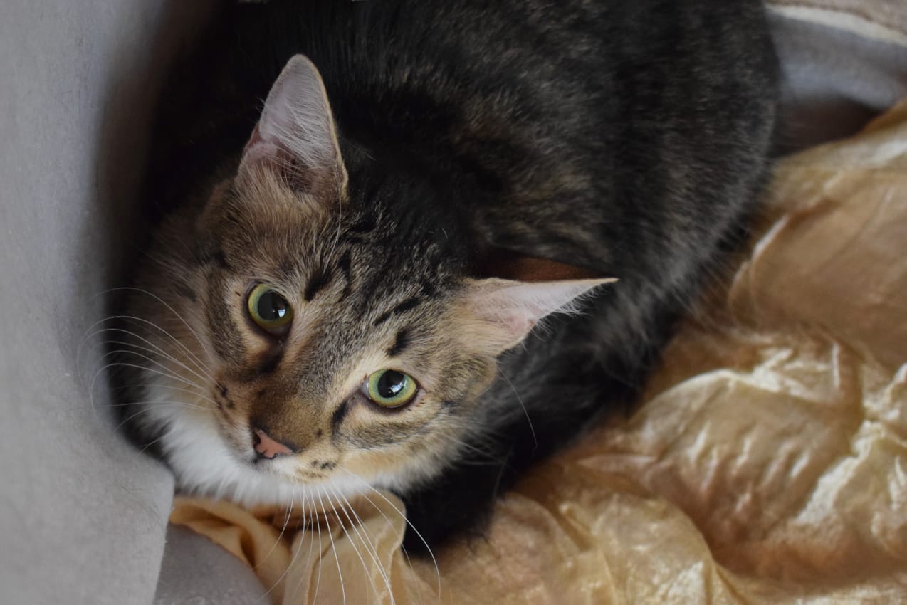 Fluffy Julian - in Nederland - Afbeelding 13