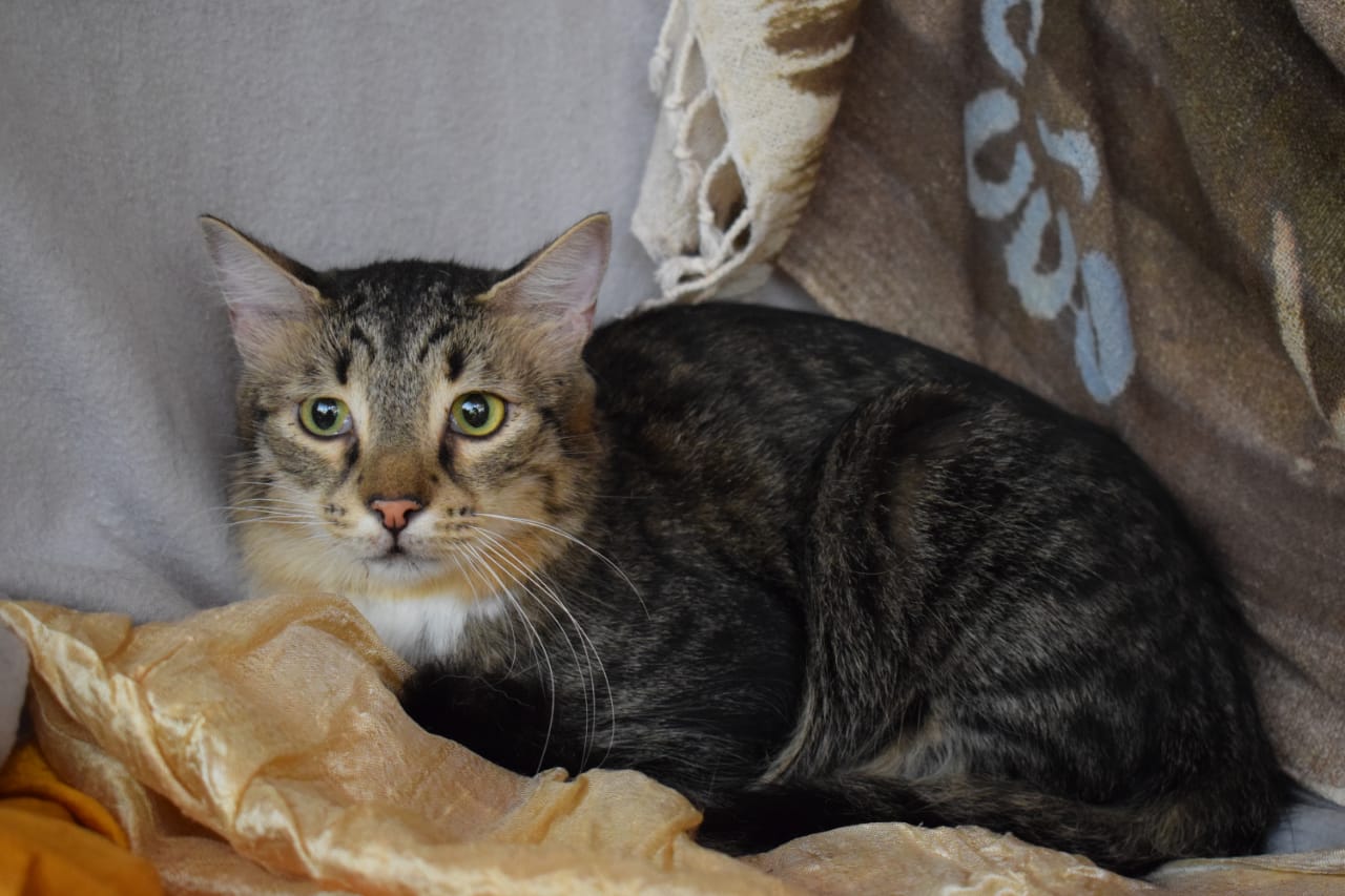 Fluffy Julian - in Nederland - Afbeelding 15