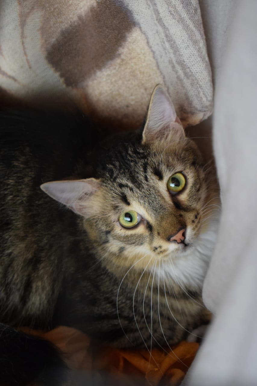 Fluffy Julian - in Nederland - Afbeelding 18