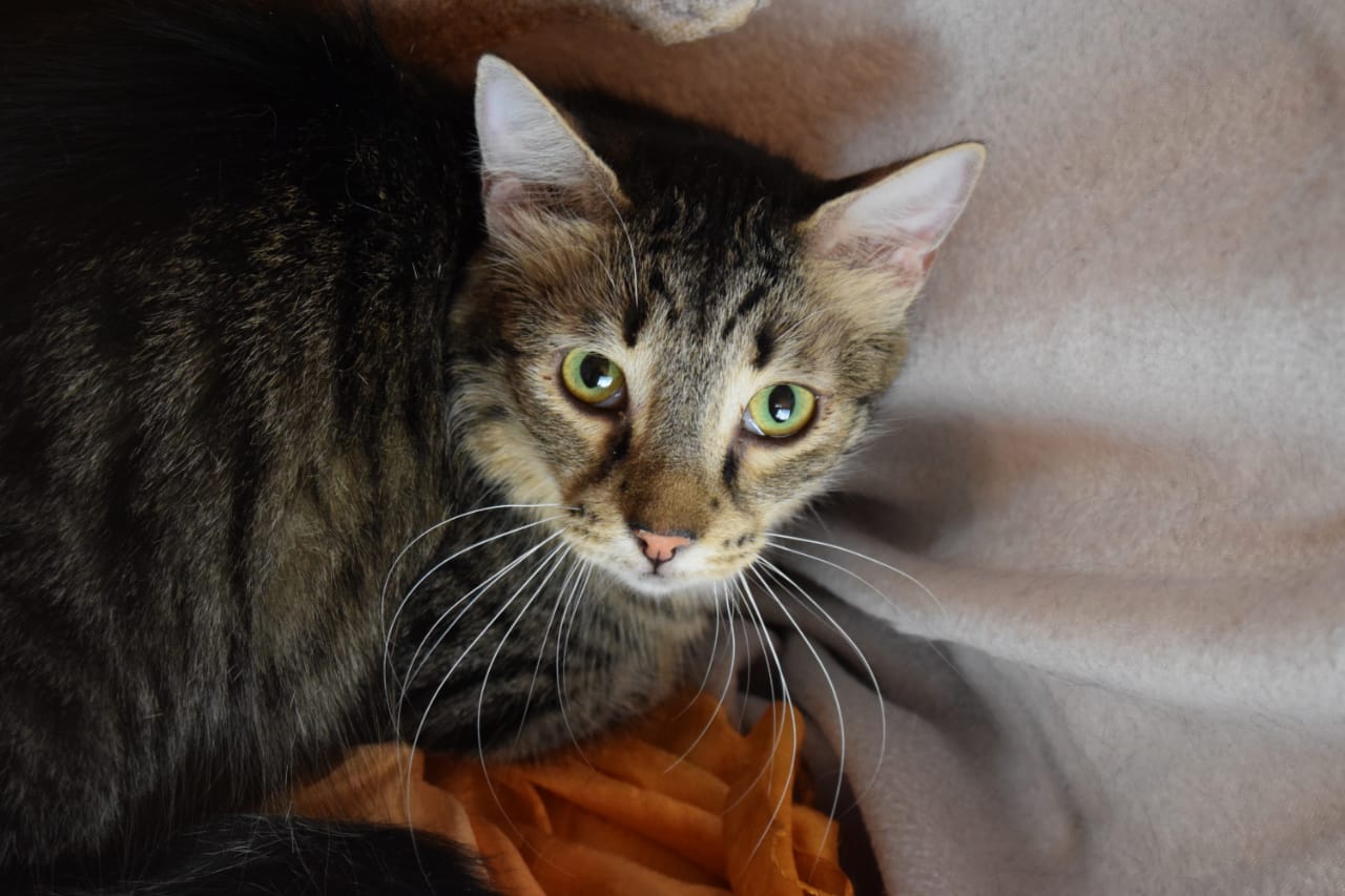 Fluffy Julian - in Nederland - Afbeelding 20