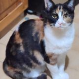 Sandy - dringend een huisje nodig - Afbeelding 2