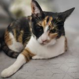 Sandy - dringend een huisje nodig - Afbeelding 12