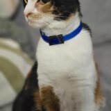 Sandy - dringend een huisje nodig - Afbeelding 13