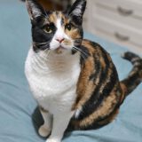 Lapjeskat Sandy is een binnenkat
