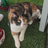Sandy - dringend een huisje nodig - Afbeelding 19