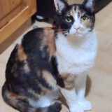 Sandy - dringend een huisje nodig - Afbeelding 3