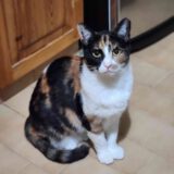 Sandy - dringend een huisje nodig - Afbeelding 4