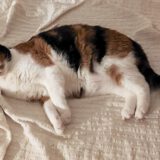 Sandy - dringend een huisje nodig - Afbeelding 5