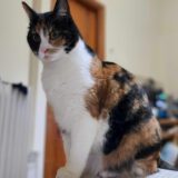 Sandy - dringend een huisje nodig - Afbeelding 8