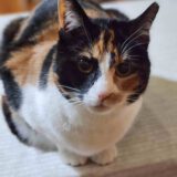 Sandy - dringend een huisje nodig - Afbeelding 9