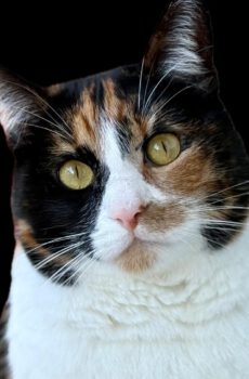 Lapjeskat Sandy is een binnenkat