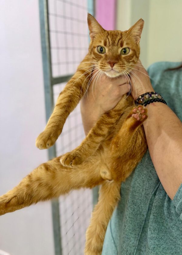 Rocky - de knuffelbokser 🥊❤️ - Afbeelding 2