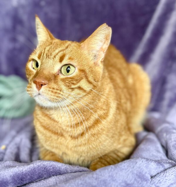 Rocky - de knuffelbokser 🥊❤️ - Afbeelding 4