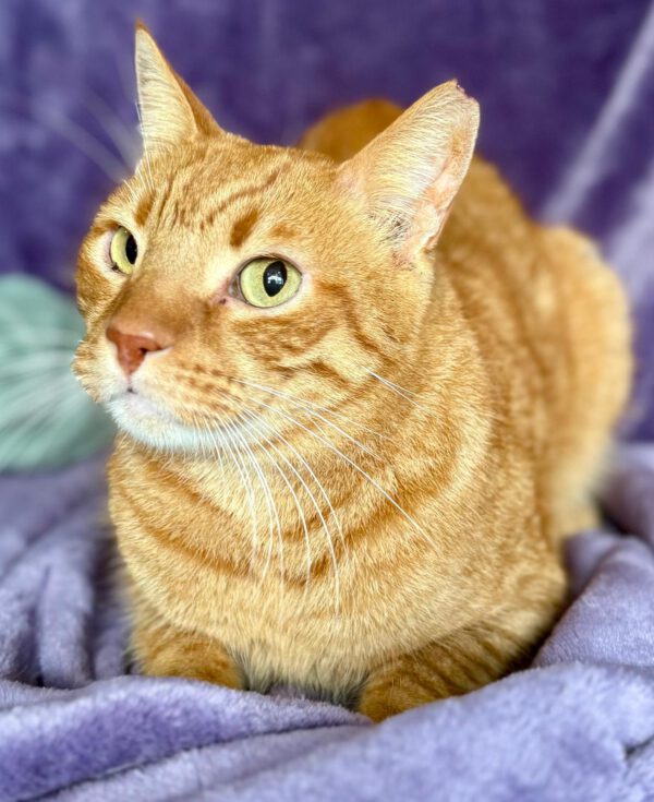 Rocky - de knuffelbokser 🥊❤️ - Afbeelding 5