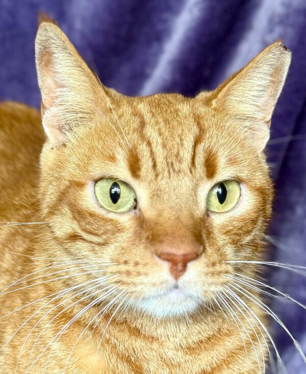 Rode kater Rocky is een binnenkat