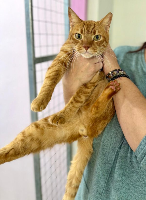 Rocky - de knuffelbokser 🥊❤️ - Afbeelding 9