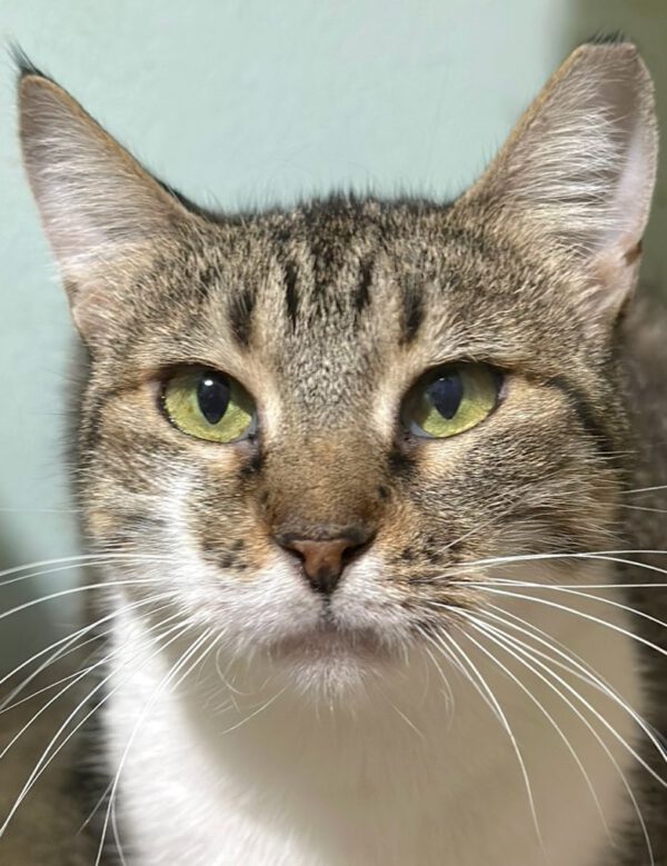 Bullet is een cyperse kat met wit en een rustige binnenkat