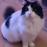 Amelie - oogverblindend mooi - Afbeelding 5