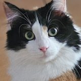 Halflangharige poes Amelie is een binnenkat