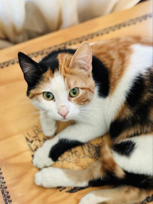 Calypso - chubby & charming - Afbeelding 5