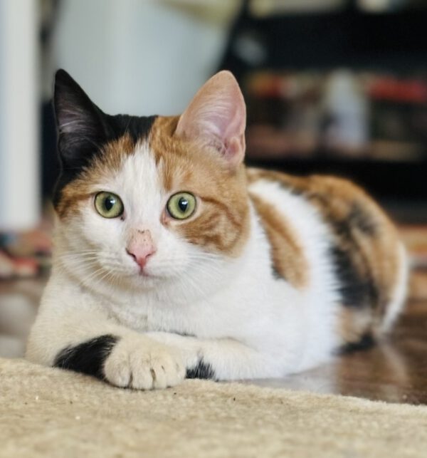 Calypso - chubby & charming - Afbeelding 6