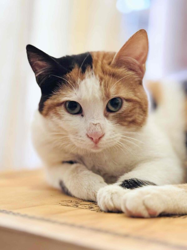 Calypso - chubby & charming - Afbeelding 8