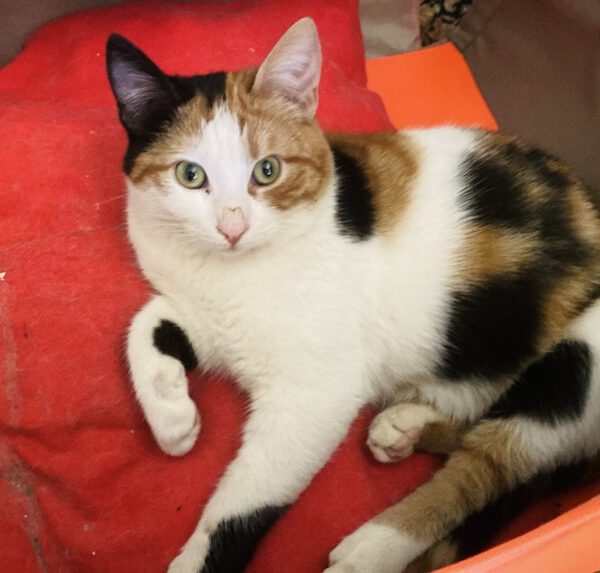 Calypso - chubby & charming - Afbeelding 9
