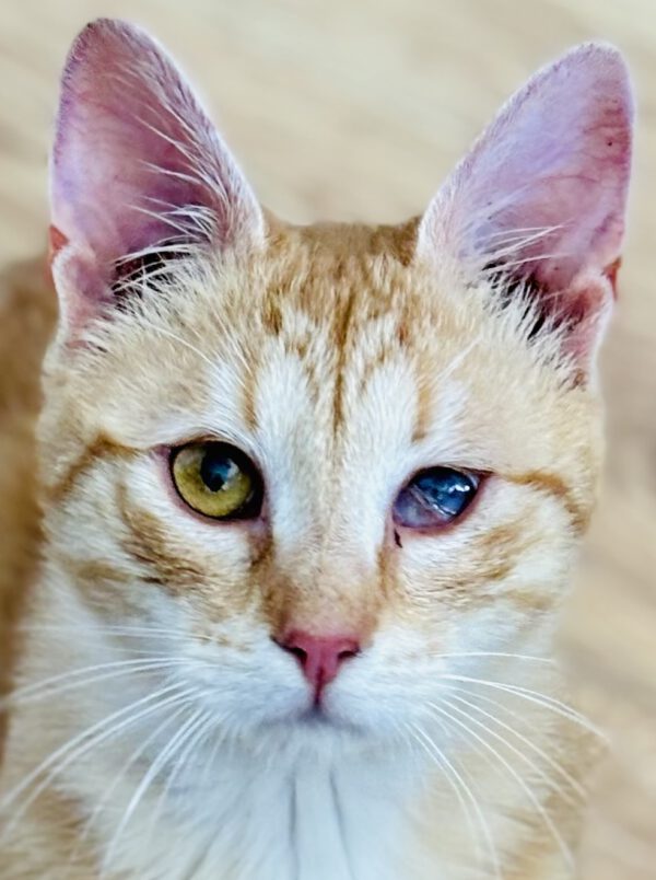 Rode kitten Nimbus is een binnenkat