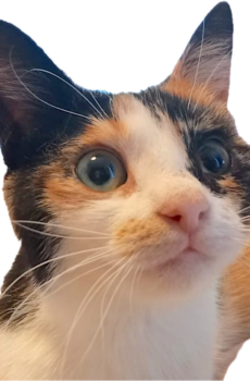 lapjeskat Roxy is een binnenkat