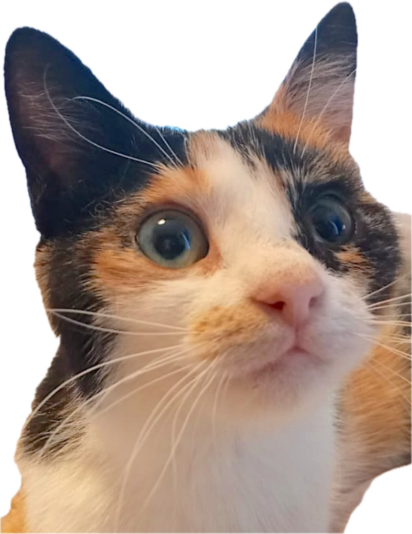 lapjeskat Roxy is een binnenkat