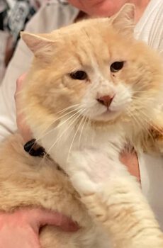 Halflangharige kater Lion is een binnenkat