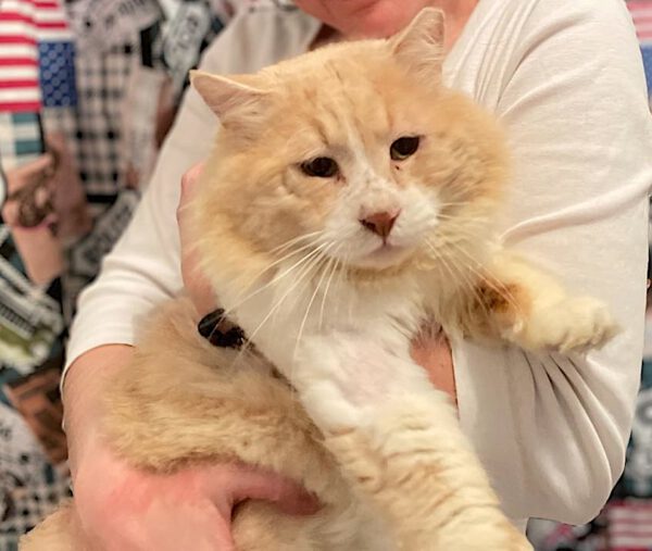 Halflangharige kater Lion is een binnenkat