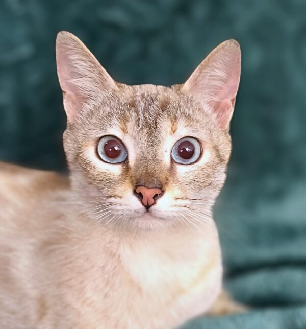 Margo is een Siamese mix en een binnenkat