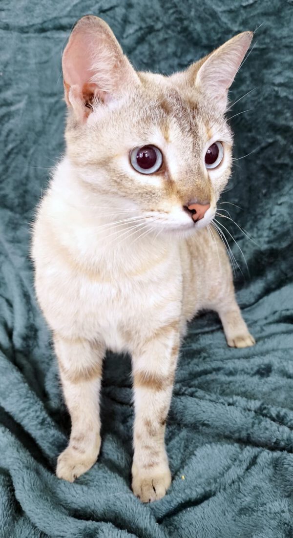 Margo - Siamese mix - Afbeelding 3