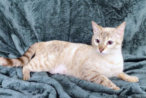 Margo - Siamese mix - Afbeelding 4